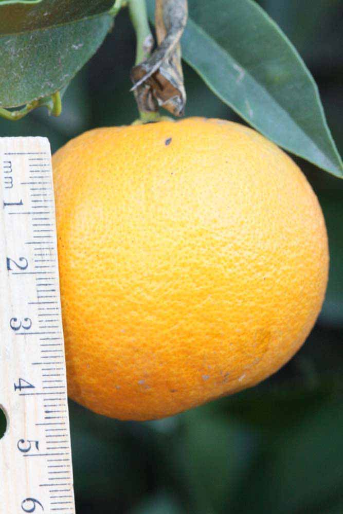            Fruit (Riverside, CA)   